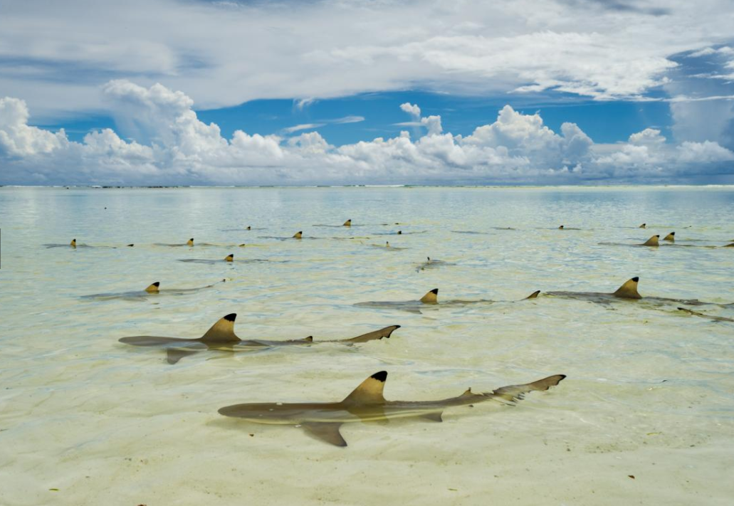 Why Are We Afraid of Sharks? There's a Scientific Explanation.
