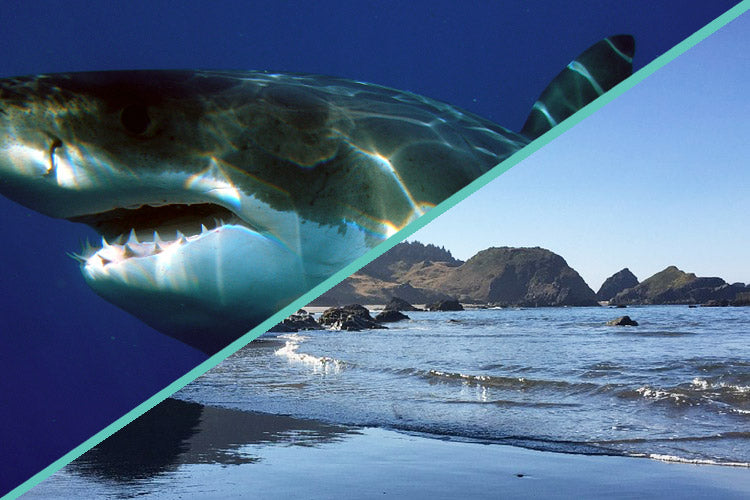 "It bolted out of the area". Great White Testimonial - Seaside, Oregon