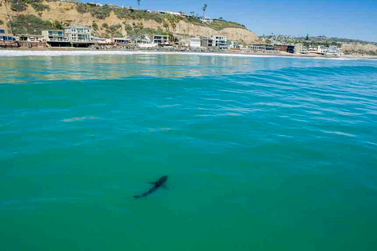 More Great White Sightings in SoCal