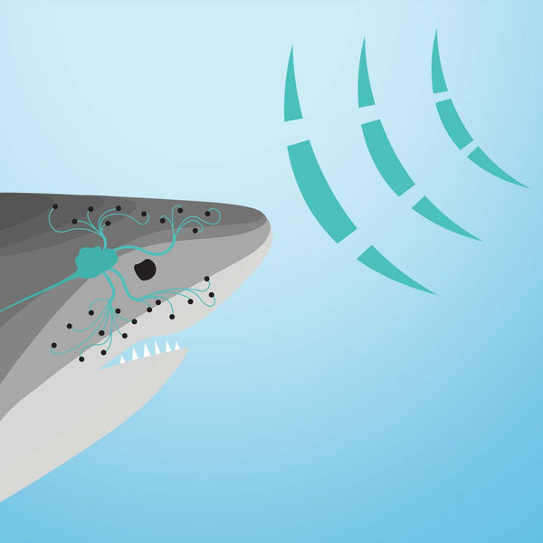 Shark Inert Sharkbanz – Proven Shark Deterrent Technology
